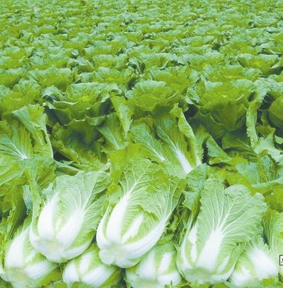 蔬菜葉面肥得法施用才高效