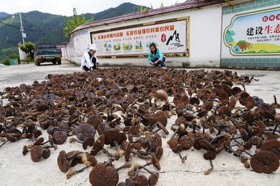 榕江:發(fā)展林下經(jīng)濟 &ldquo;芝&rdquo;起致富&ldquo;祥云&rdquo;