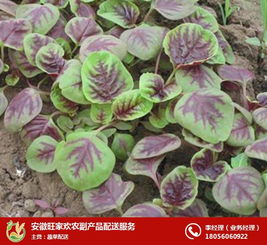 安徽旺家歡 圖 哪家蔬菜配送好 長豐蔬菜配送