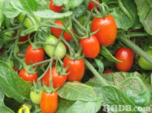 良記農(nóng)場提供蔬菜批發(fā),有機蔬菜,有機蔬果等產(chǎn)品