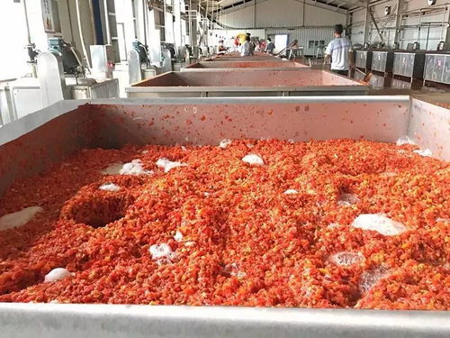 萬通蒙根花食品加工廠進(jìn)行脫水蔬菜生產(chǎn) 番茄
