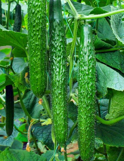 5月種菜指南:這些蔬菜再不種就晚了!