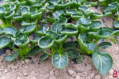 帶你去看崇明一處全新的 蔬菜工廠