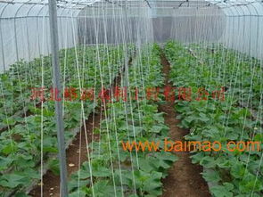 河北邢臺大田蔬菜滴灌帶 滴灌帶價格低質(zhì)量好,河北邢臺大田蔬菜滴灌帶 滴灌帶價格低質(zhì)量好生產(chǎn)廠家,河北邢臺大田蔬菜滴灌帶 滴灌帶價格低質(zhì)量好價格