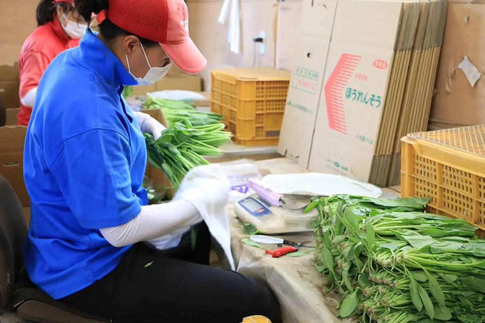 從田間到餐桌 真實的農業種菜、加工與農副產品收購全貌